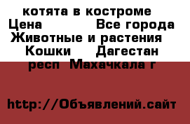 котята в костроме › Цена ­ 2 000 - Все города Животные и растения » Кошки   . Дагестан респ.,Махачкала г.